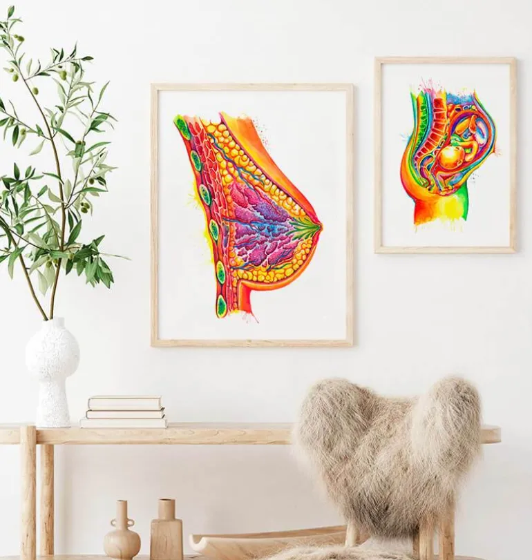 Art de l'anatomie du sein - Aquarelle