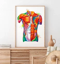 Art de l'anatomie du torse - Aquarelle