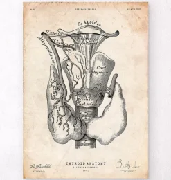 Art de l'anatomie thyroïdienne