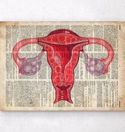 Art de l'anatomie utérine - Dictionnaire