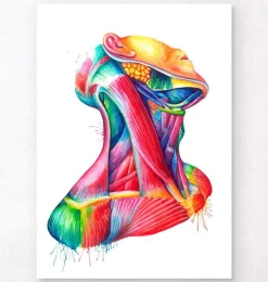 Art des muscles du cou - Aquarelle