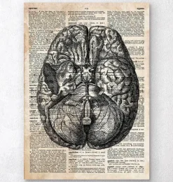Art du cerveau II - Ancien dictionnaire