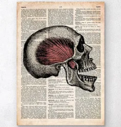 Art du crâne - Page du dictionnaire