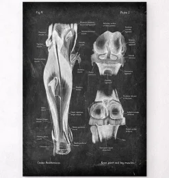 Articulation du genou et muscles des jambes - Chalkboard