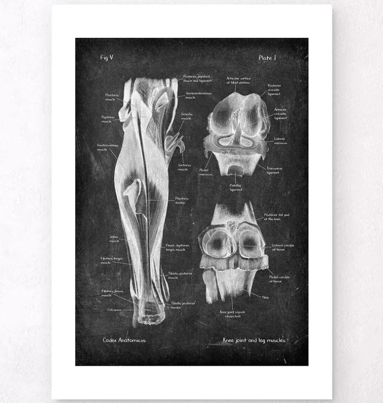 Articulation du genou et muscles des jambes - Chalkboard