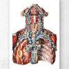 Artères du cou et système lymphatique