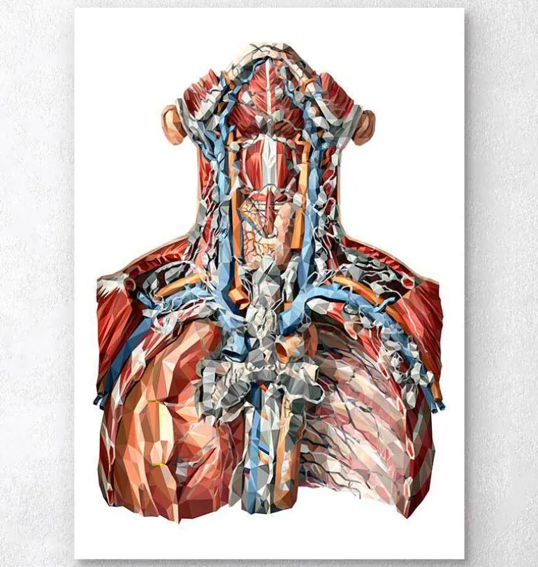Artères du cou et système lymphatique