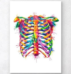 Cage thoracique - Aquarelle
