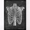 Cage thoracique - Chalkboard