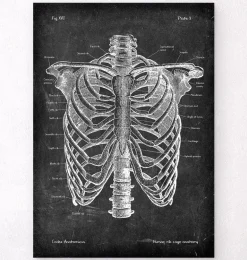 Cage thoracique - Chalkboard