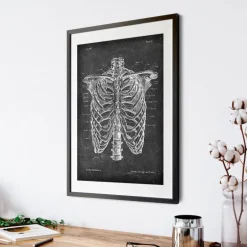 Cage thoracique - Chalkboard