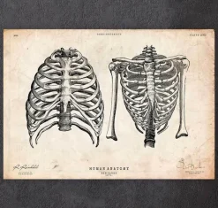 Cage thoracique art II