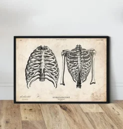 Cage thoracique art II