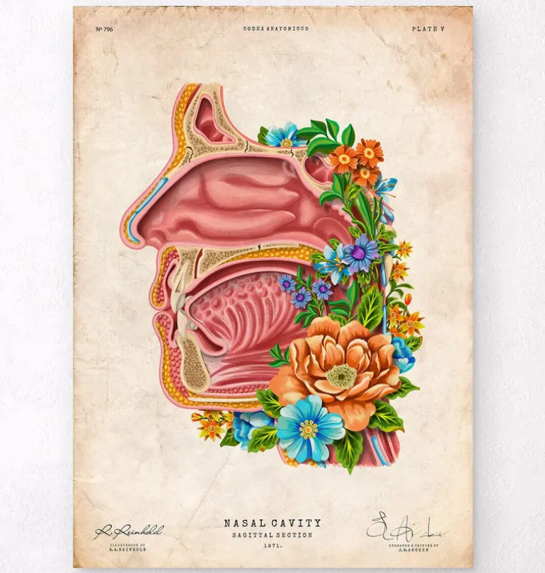 Cavité nasale - Floral - Vintage