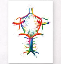 Cercle de Willis - Aquarelle