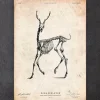 Cerf squelette II
