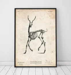Cerf squelette II