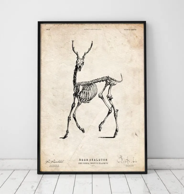 Cerf squelette II