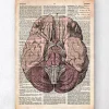 Cerveau - Page du dictionnaire