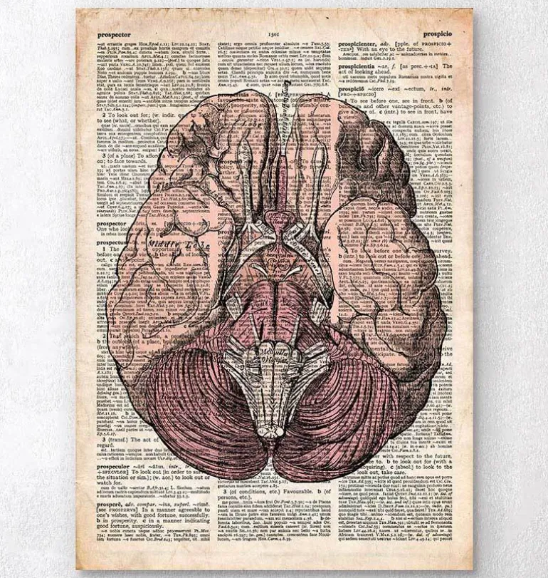 Cerveau - Page du dictionnaire