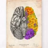Cerveau avec des fleurs - Vieux papiers