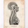 Cerveau et moelle épinière