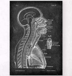 Cerveau et moelle épinière - Chalkboard