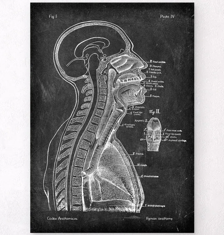 Cerveau et moelle épinière - Chalkboard