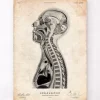 Cerveau et moelle épinière II
