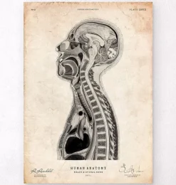 Cerveau et moelle épinière II