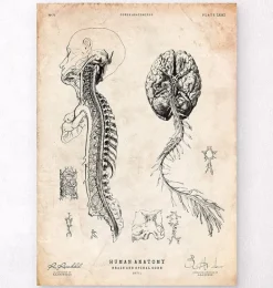Cerveau et moelle épinière III
