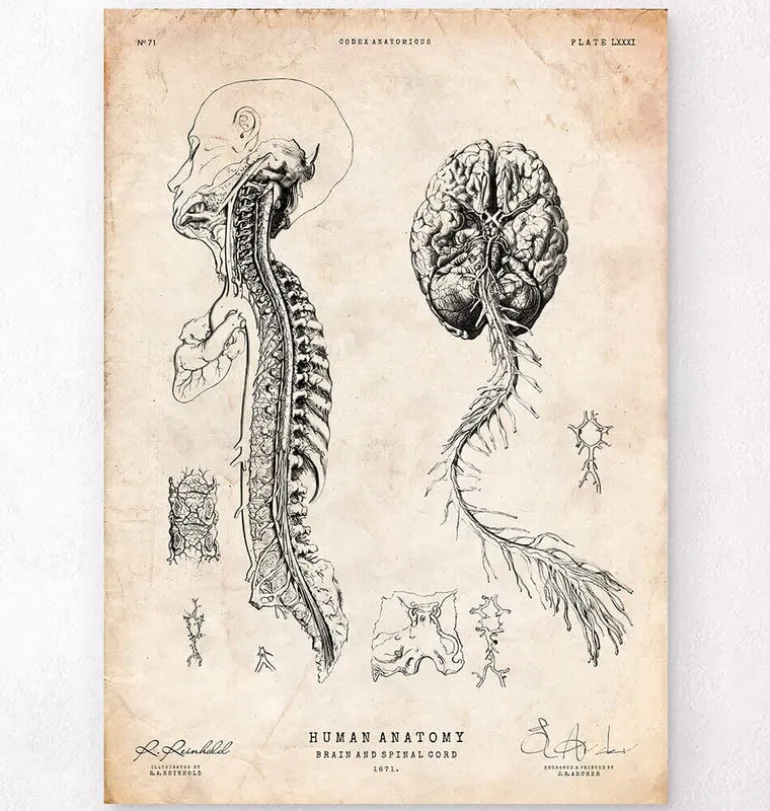 Cerveau et moelle épinière III