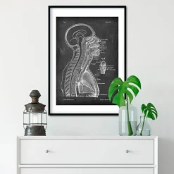 Cerveau et moelle épinière - Chalkboard