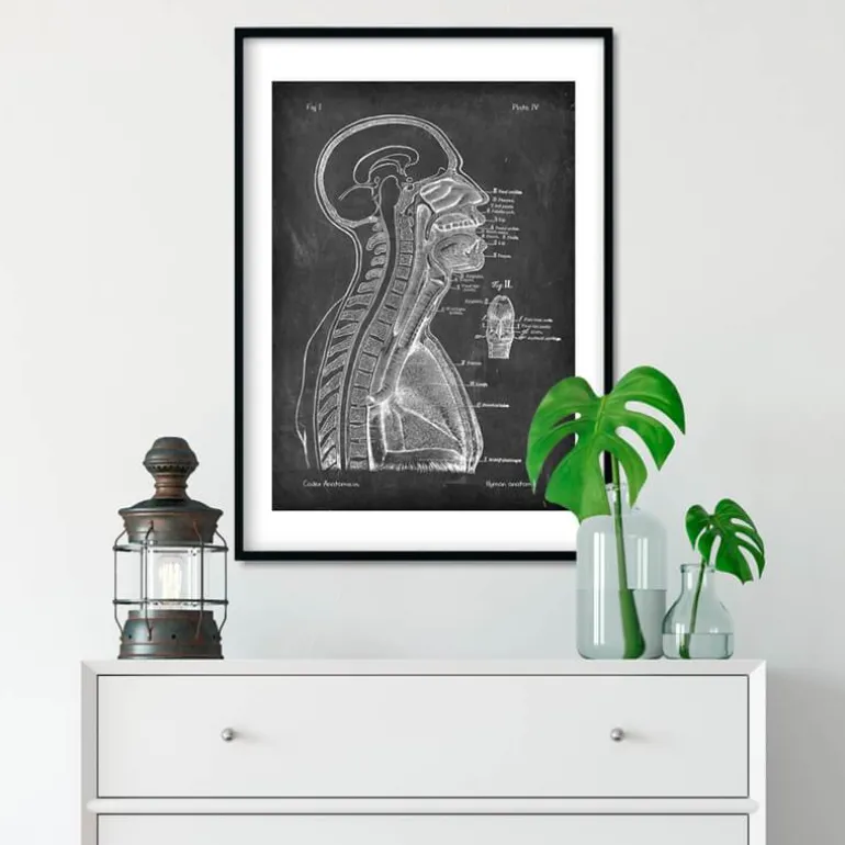 Cerveau et moelle épinière - Chalkboard