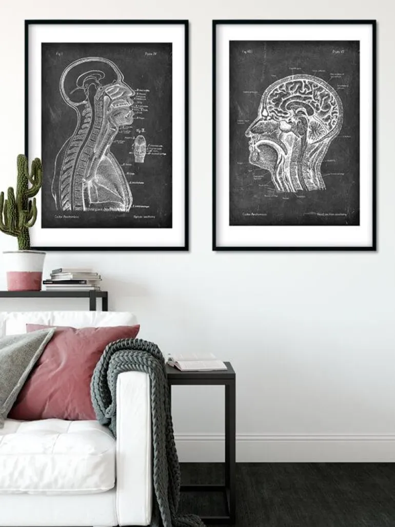 Cerveau et moelle épinière - Chalkboard