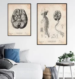 Cerveau et moelle épinière III