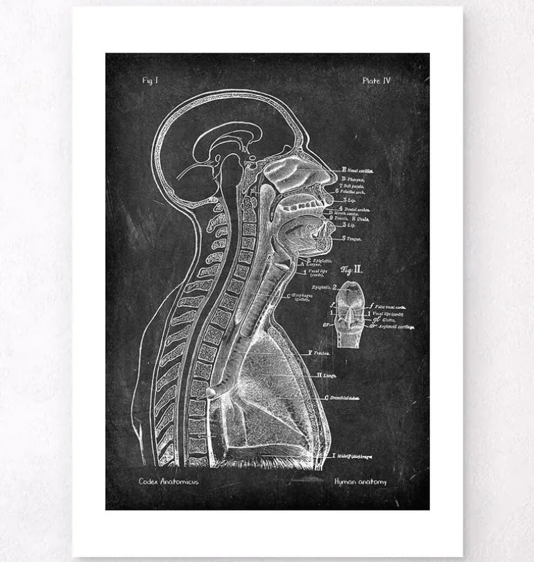 Cerveau et moelle épinière - Chalkboard
