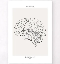 Cerveau sagittal - Line Art