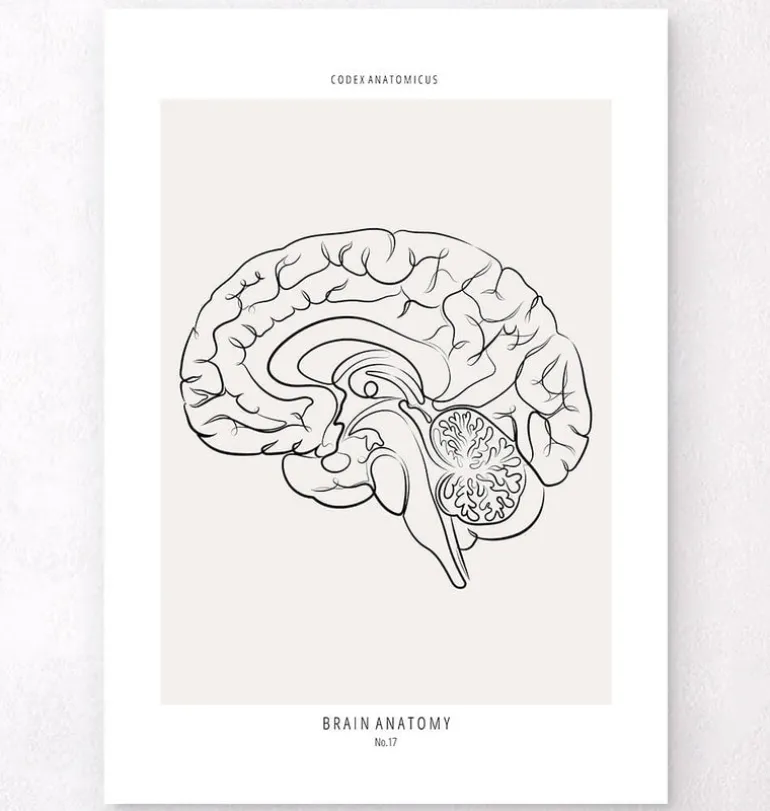 Cerveau sagittal - Line Art