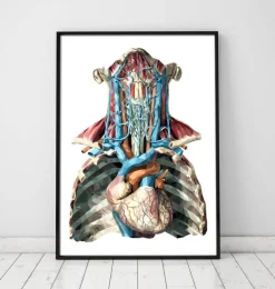 Coeur et artères géométriques
