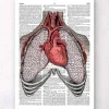 Coeur et poumons - Page du dictionnaire
