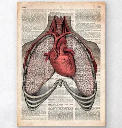 Coeur et poumons - Page du dictionnaire
