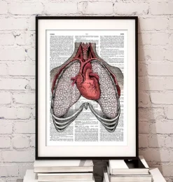 Coeur et poumons - Page du dictionnaire