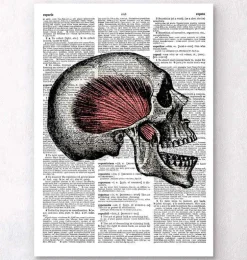 Crâne - Page Dictionnaire