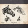 Crâne de cheval