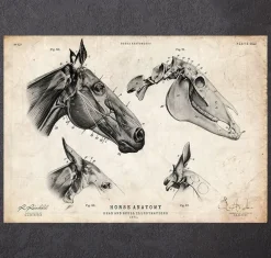 Crâne de cheval