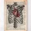 Cœur et cage thoracique - Art de l'anatomie