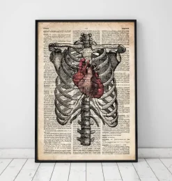 Cœur et cage thoracique - Art de l'anatomie