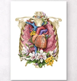 Cœur, poumons et cage thoracique - Blanc