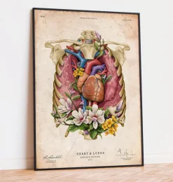Cœur, poumons et cage thoracique - Vieux papiers